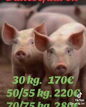 Maiali danese/durok vaccinati