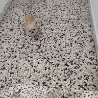 Hyr chihuahua mini Toy con pedigree