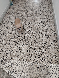 Hyr chihuahua mini Toy con pedigree