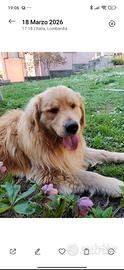Golden retriever americano