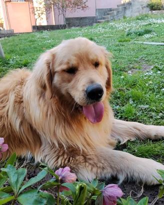 Golden retriever americano