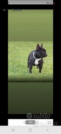 Bulldog francese