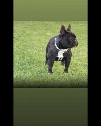 Bulldog francese