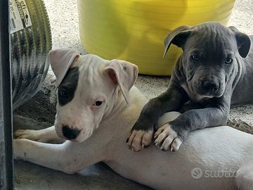 cuccioli amstaff blue terrier 