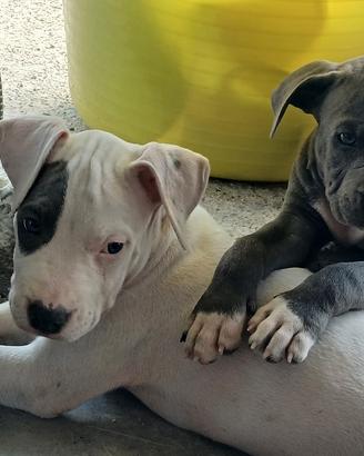 cuccioli amstaff blue terrier 