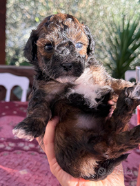 Barboncini toy particolor