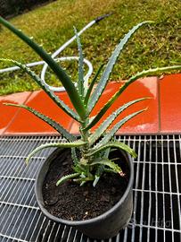 Pianta di Aloe arborescens