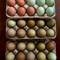 Pulcini da millecolori