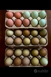 Pulcini da millecolori