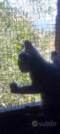 Animali