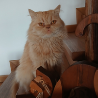 Gatto persiano normoptipo da monta