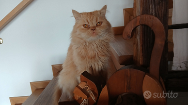 Gatto persiano normoptipo da monta