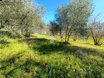 TER. AGRICOLO A FABRICA DI ROMA