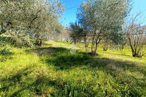 TER. AGRICOLO A FABRICA DI ROMA