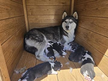 Splendida cucciola di Siberian Husky