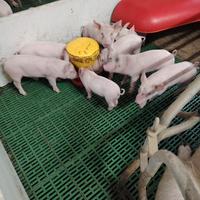 Maiali porchettoni per rimonta