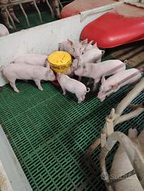 Maiali porchettoni per rimonta