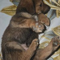 Cagnolina piccola taglia