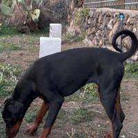 Cucciolona Dobermann