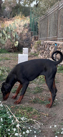 Cucciolona Dobermann
