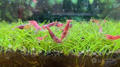 Neocaridina/ caridina red sakura