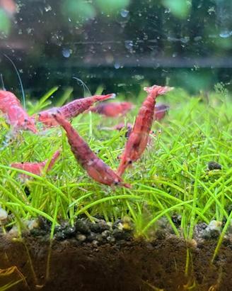 Neocaridina/ caridina red sakura