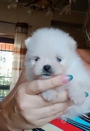 spitz di pomerania nani