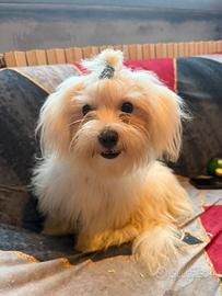 Maltese maschio