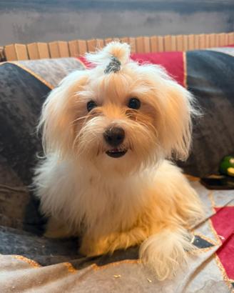 Maltese maschio