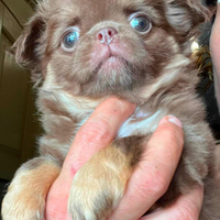 Meravigliosa chihuahua pedigree