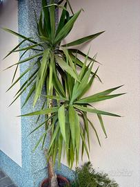 Pianta da esterno e/o interno