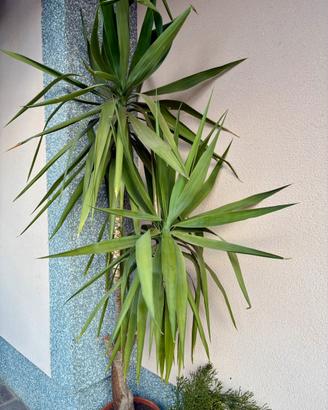 Pianta da esterno e/o interno