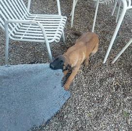 Ultimi cuccioli pastore Belga Malinois con pedigre