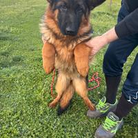 Cucciola di Pastore Tedesco