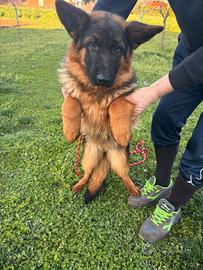 Cucciola di Pastore Tedesco