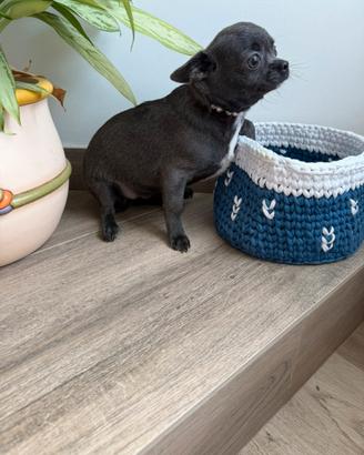 Chihuahua