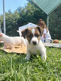 Cucciole jack Russell