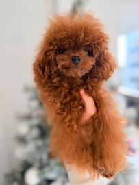 Teacup pocket asiatico maschio monte 16 cm 1kg