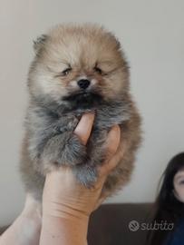 Volpino di Pomerania