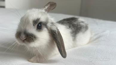 Coniglio nano a Novara