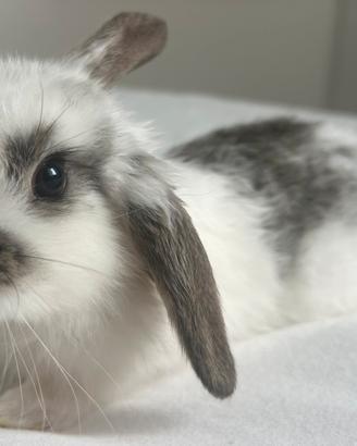 Coniglio nano a Novara