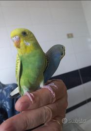 Coppie di cocorite affiatate e particolari