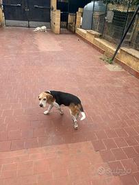 Beagle Elizabeth