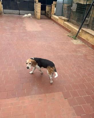 Beagle Elizabeth