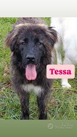 Cagnolina in adozione gratuita