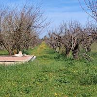 Terreno agricolo ciliegeto