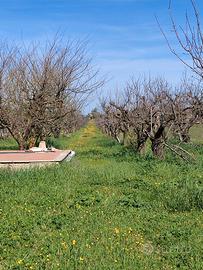 Terreno agricolo ciliegeto
