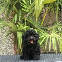 Cuccioli di barboncino