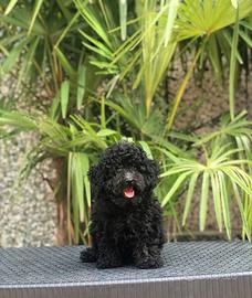 Cuccioli di barboncino