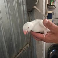 Parrochetti dal collare uno albino e 2 gialli